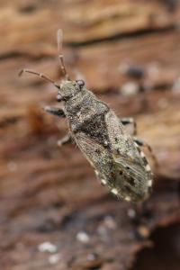 <i>Heterogaster urticae</i>