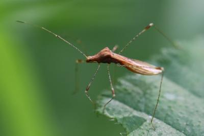 <i>Metatropis rufescens</i>