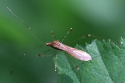 <i>Metatropis rufescens</i>
