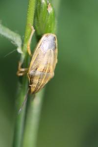 <i>Aelia acuminata</i>