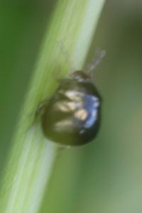 <i>Coptosoma scutellatum</i>