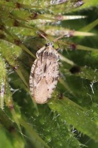 <i>Tingis cardui</i>