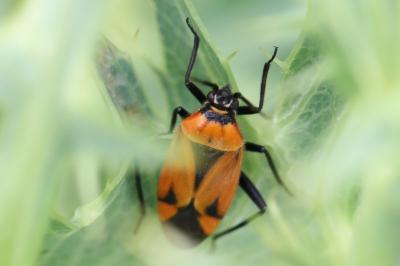 <i>Brachycoleus triangularis</i>