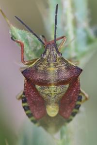 <i>Carpocoris purpureipennis</i>