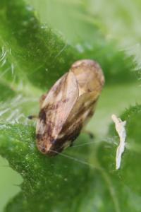 <i>Philaenus spumarius</i>