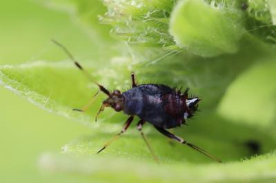 <i>Deraeocoris ruber</i>