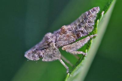 <i>Ledra aurita</i>