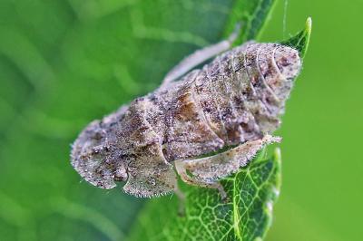 <i>Ledra aurita</i>