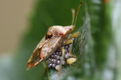 <i>Elasmucha grisea</i>