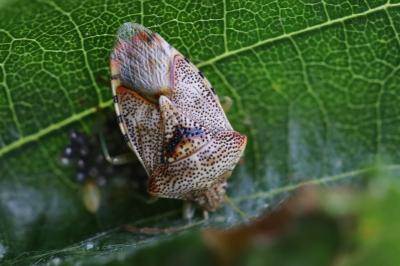 <i>Elasmucha grisea</i>