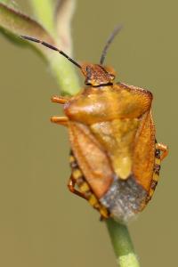 <i>Carpocoris purpureipennis</i>