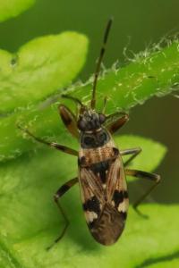 <i>Beosus maritimus</i>