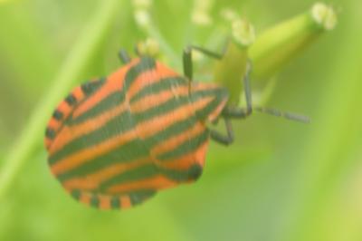 <i>Graphosoma italicum</i>