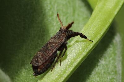 Asiraca clavicornis