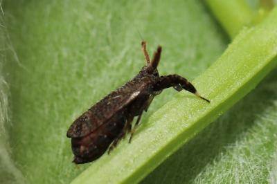 <i>Asiraca clavicornis</i>