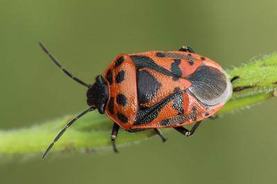 <i>Eurydema ornata</i>