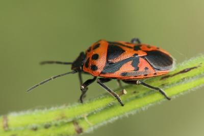 <i>Eurydema ornata</i>