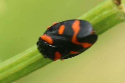 <i>Cercopis intermedia</i>