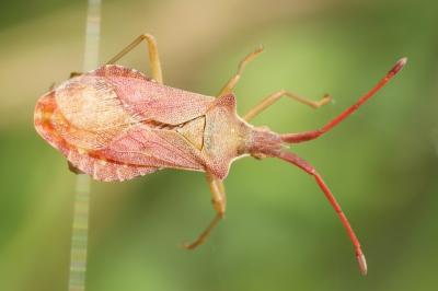 <i>Haploprocta sulcicornis</i>