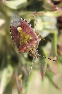 <i>Dolycoris baccarum</i>