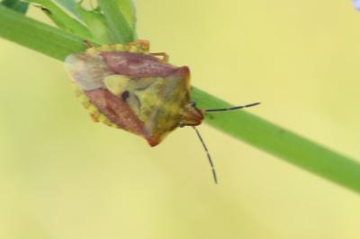 <i>Carpocoris purpureipennis</i>