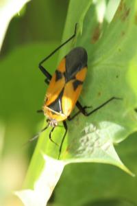 <i>Brachycoleus triangularis</i>
