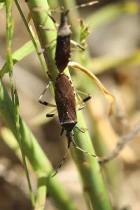<i>Dicranocephalus albipes</i>
