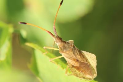 <i>Syromastus rhombeus</i>
