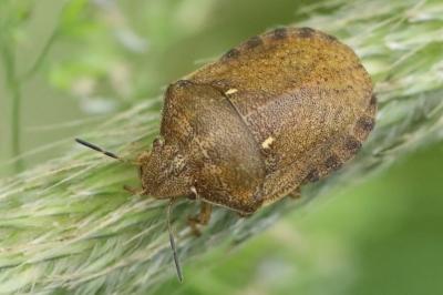 <i>Eurygaster maura</i>