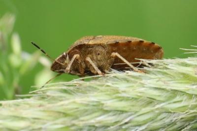 <i>Eurygaster maura</i>