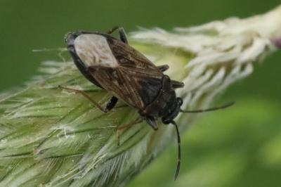 <i>Peritrechus gracilicornis</i>