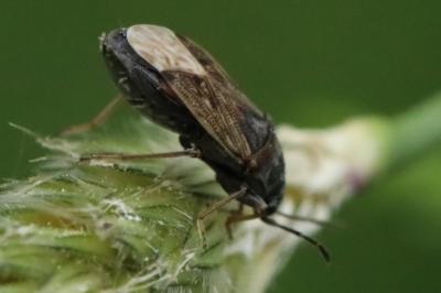 <i>Peritrechus gracilicornis</i>