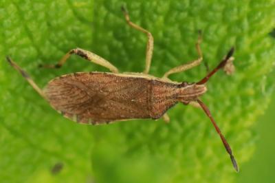 <i>Ceraleptus lividus</i>