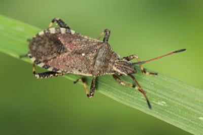 <i>Ceraleptus gracilicornis</i>