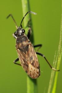 <i>Peritrechus gracilicornis</i>