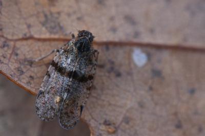 <i>Cixius</i>