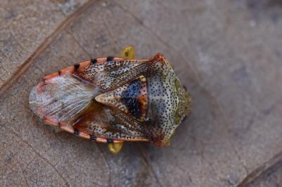 <i>Elasmucha grisea</i>