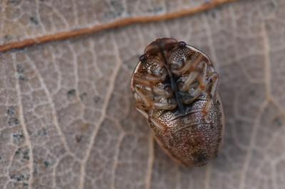 <i>Neottiglossa leporina</i>
