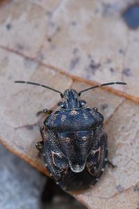 <i>Holcogaster fibulata</i>