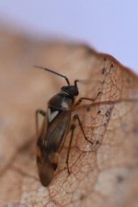 <i>Orthops</i>