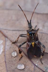 <i>Leptoglossus occidentalis</i>