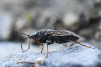 <i>Peritrechus gracilicornis</i>