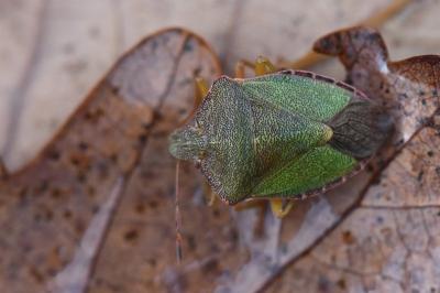 <i>Palomena prasina</i>