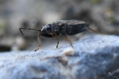 <i>Peritrechus gracilicornis</i>