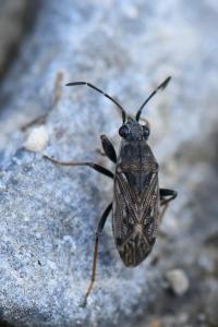 <i>Peritrechus gracilicornis</i>