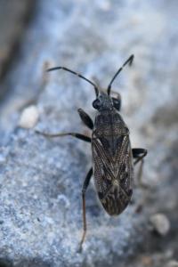 <i>Peritrechus gracilicornis</i>