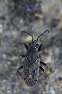 <i>Peritrechus gracilicornis</i>