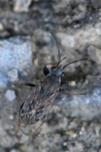 <i>Peritrechus gracilicornis</i>