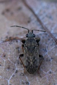 <i>Peritrechus gracilicornis</i>