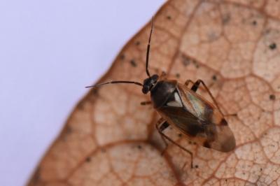 <i>Orthops</i>